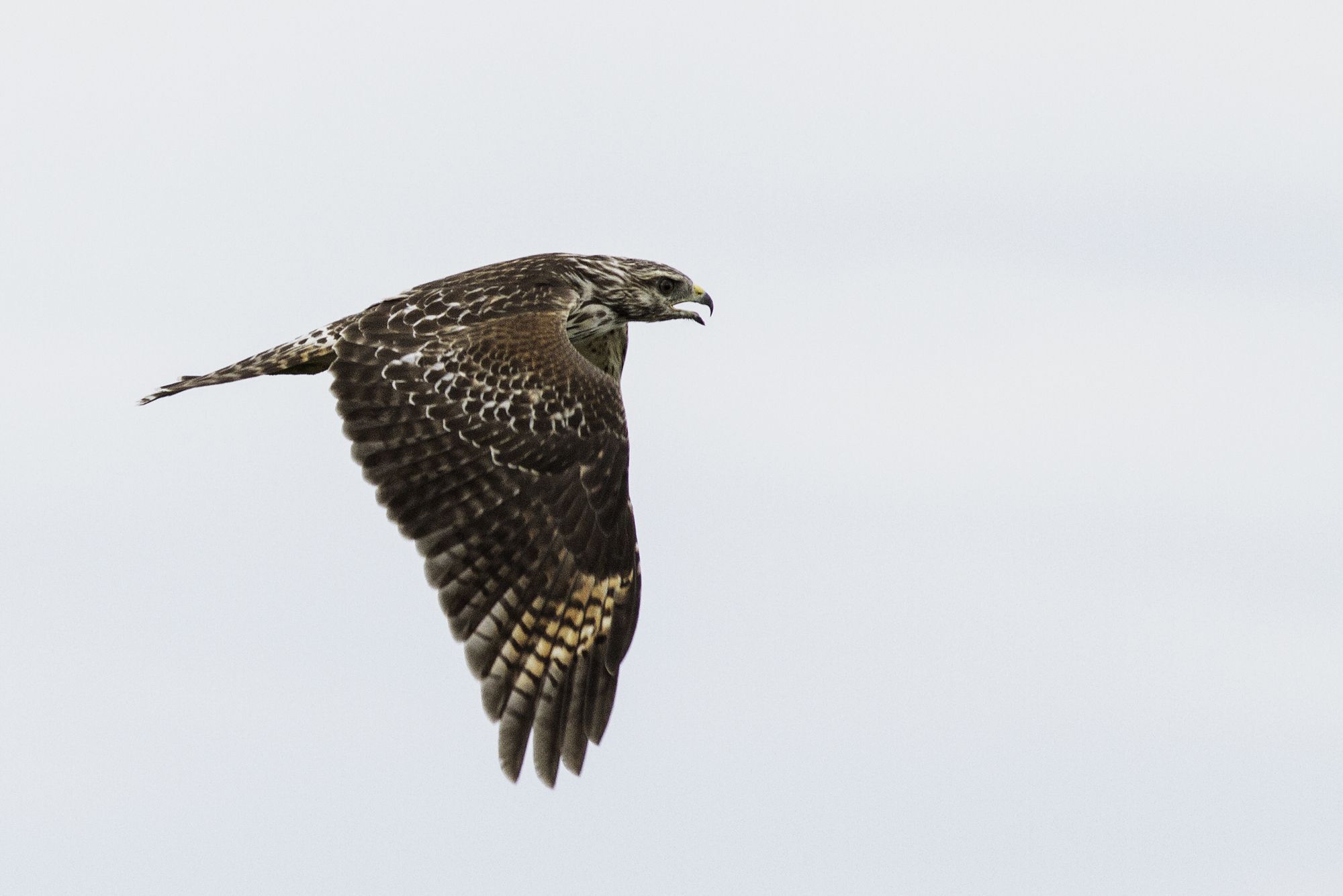 Photo of a red-shouldered hawk mid-flight, with beak open, with a gray backdrop of sky. 