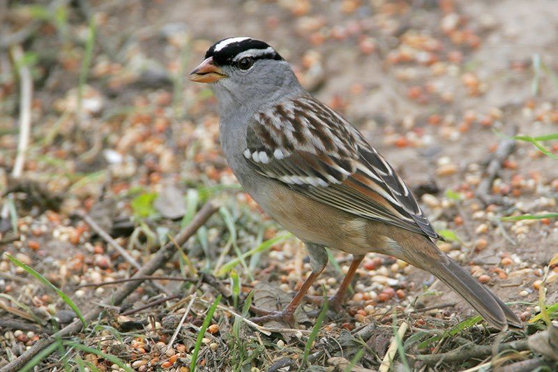 White-crowned Sparrow