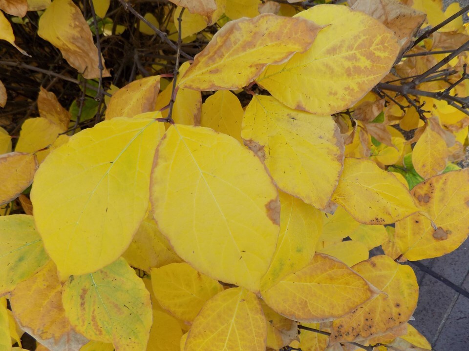 Sweet-Shrub - Pack of 25 Seedlings (12"-18")