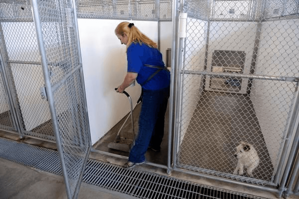 Dog Kennel Morning Cleaning Volunteer