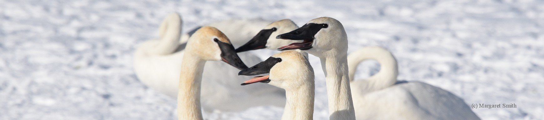 The Board of Directors of The Trumpeter Swan Society represent all swan regions in North America.  The board has deep biological knowledge of Trumpeter Swans and waterfowl species