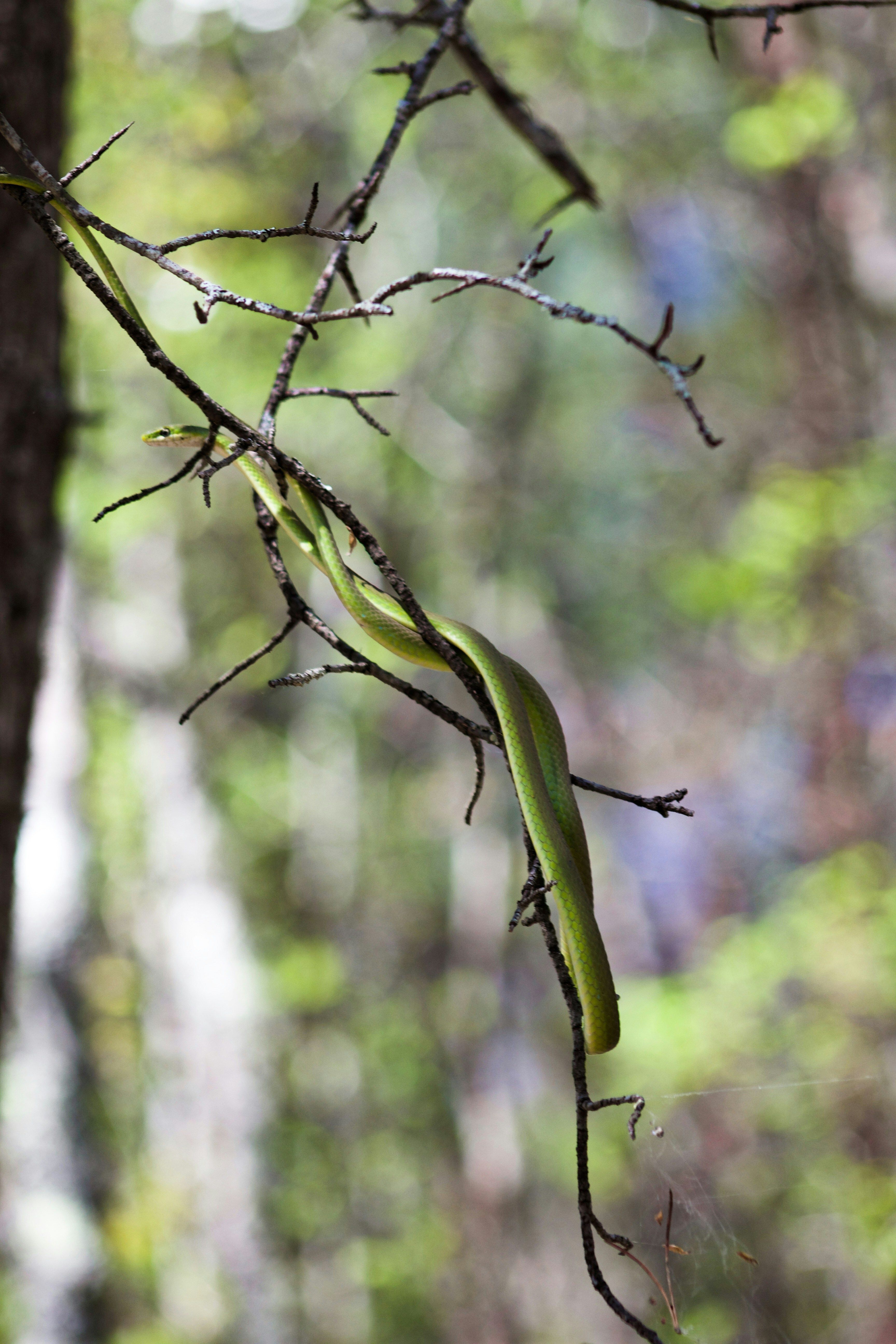 Green snake in a tree