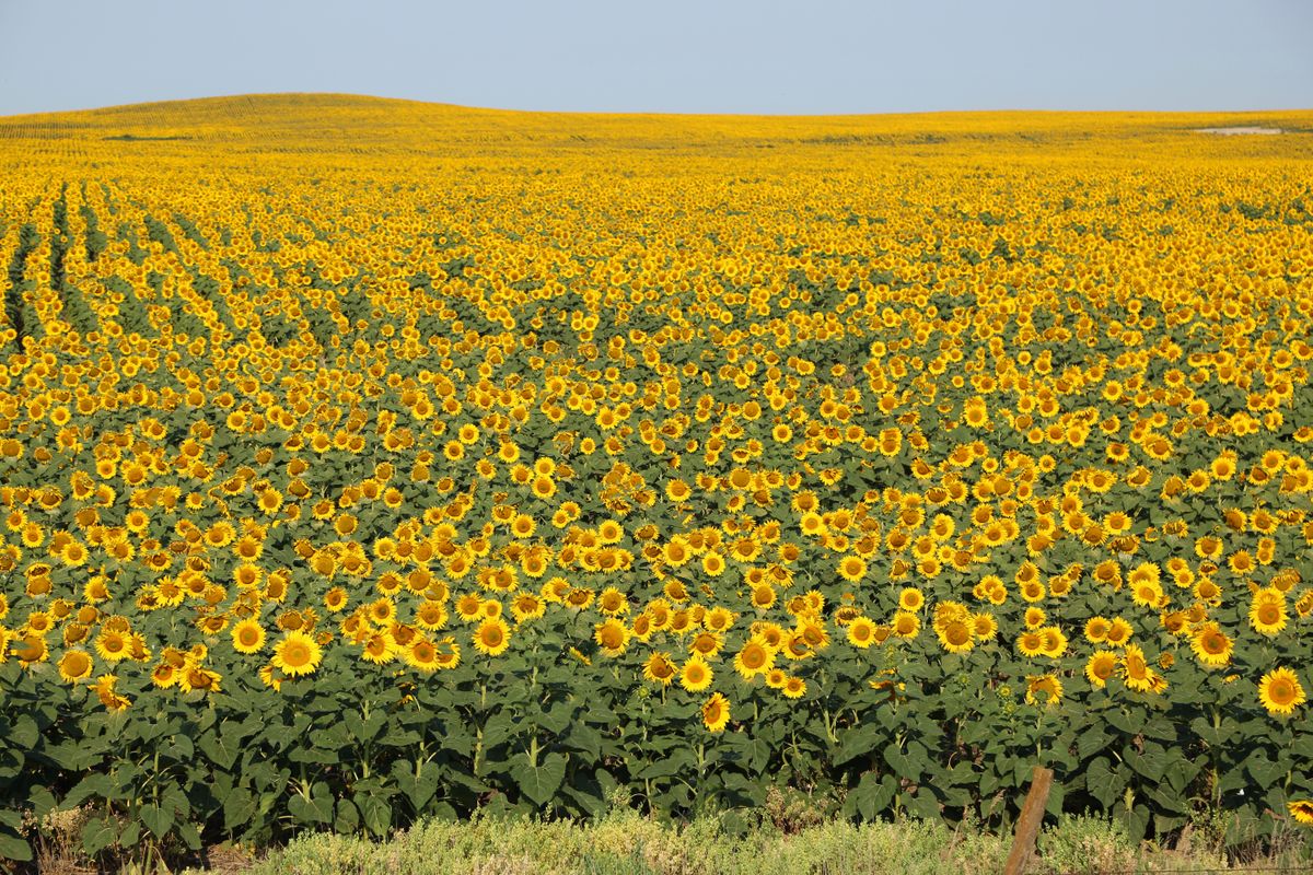 Gifts of Agricultural Commodities