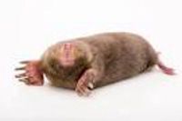 Moles & Small Rodents