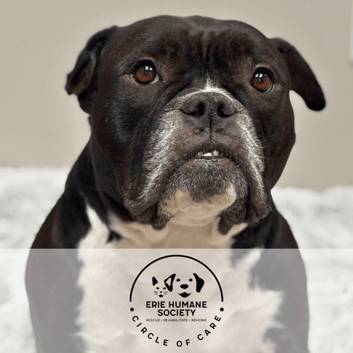 black and white bulldog