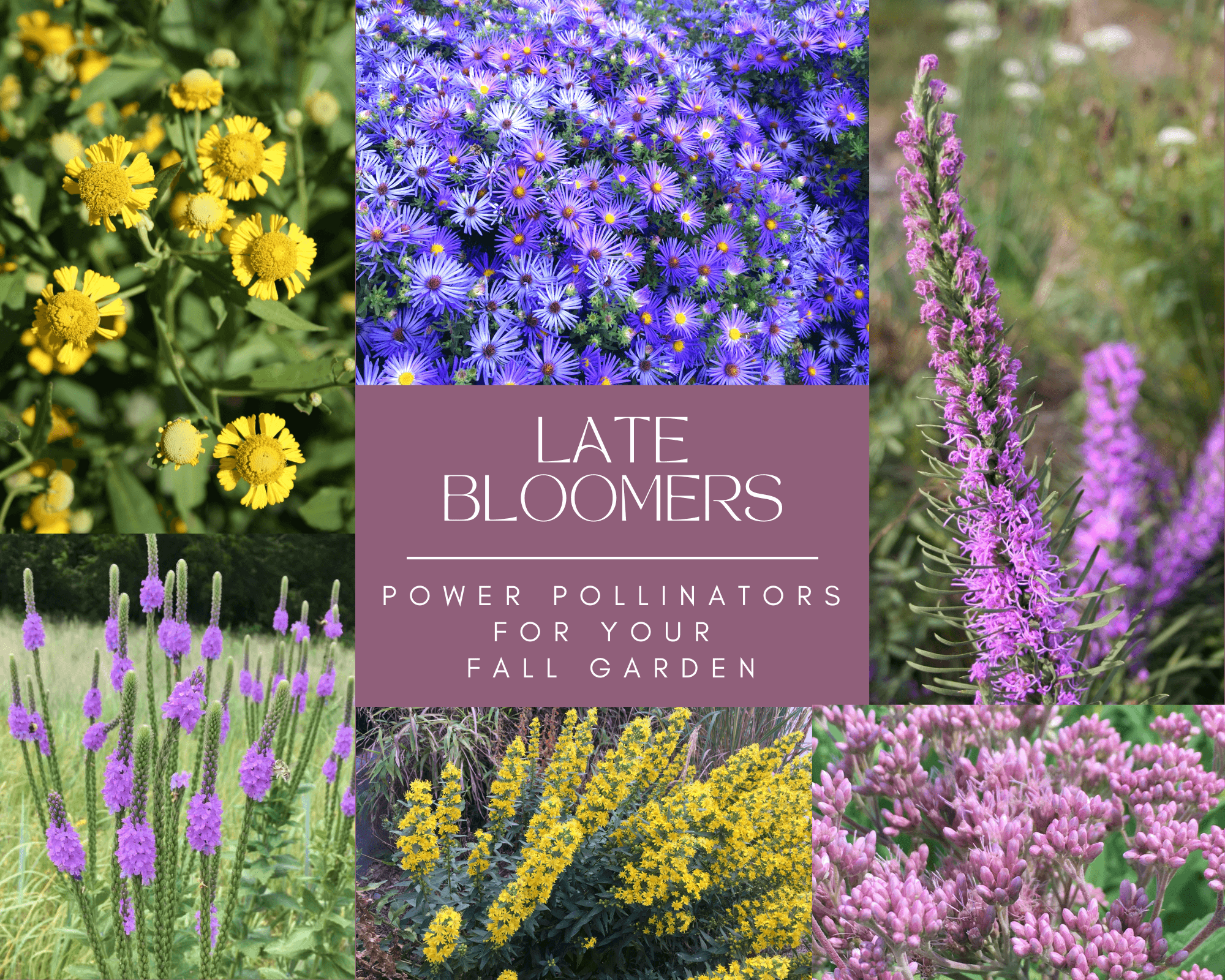 Wildflowers to Plant in Spring for a Summer Color Explosion in Your Yard