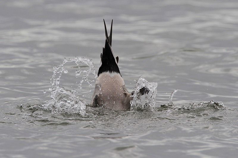 Northern Pintail