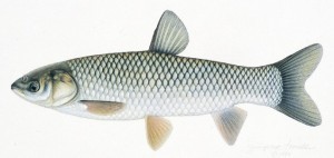 White Amur (Grass Carp)