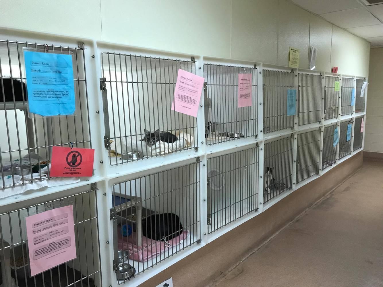 cat kennels for public viewing