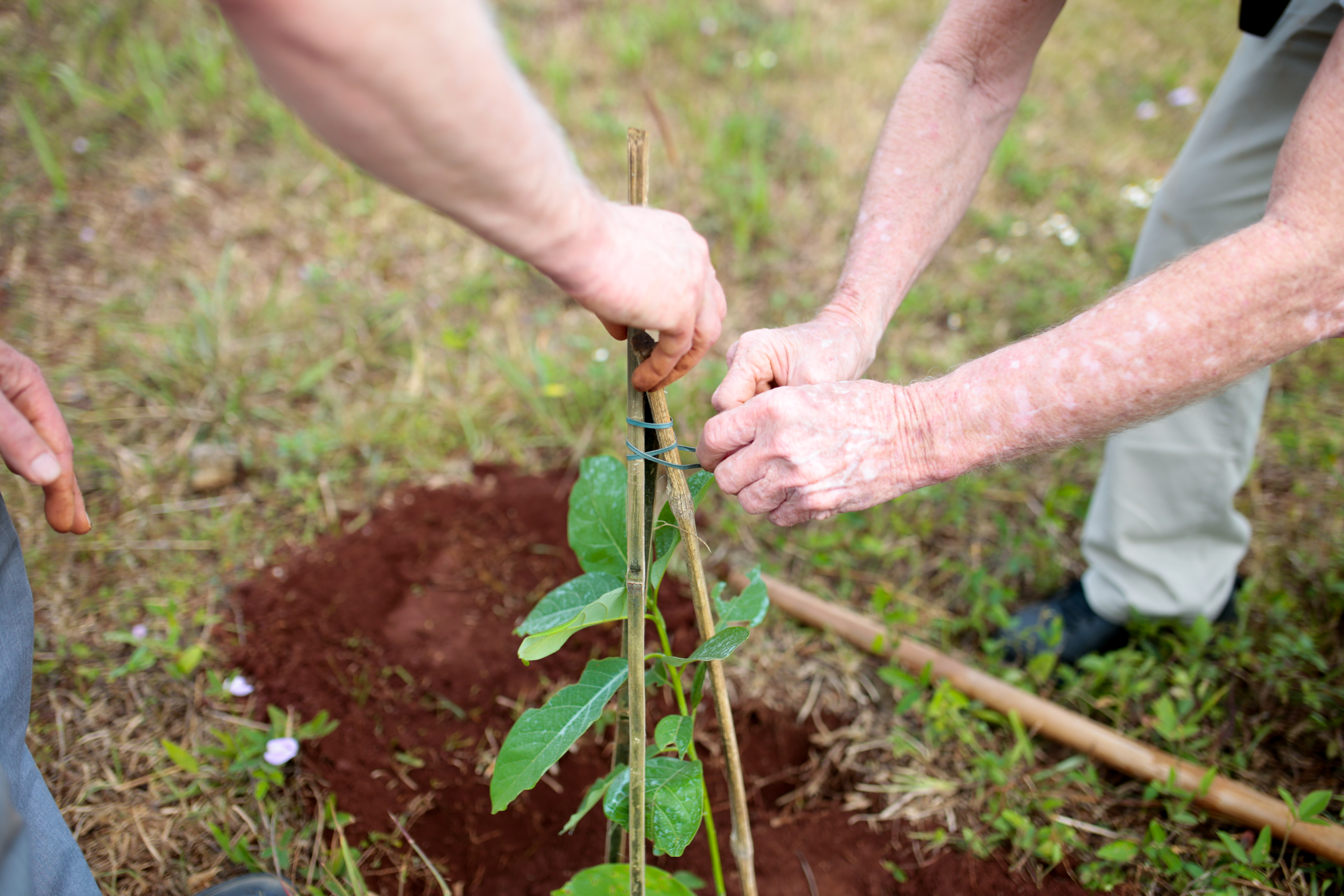 Veteran's Day Tree Planting