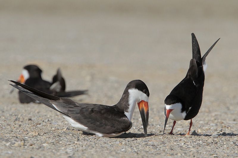 Black Skimmers