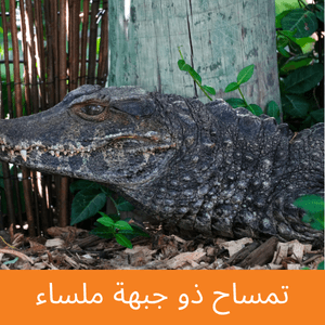 Smooth-Fronted Caiman