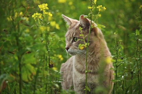 Feral Cats - How To Trap - Planned Pethood Taos