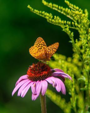 Butterfly Count