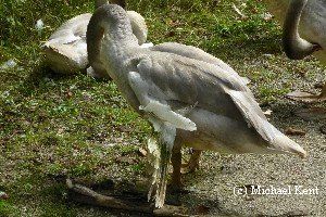 Should I feed wild Trumpeter Swans?