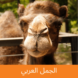 Dromedary camel