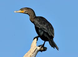 Beak of the Week: Double-crested Cormorant