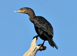 Double-crested Cormorant