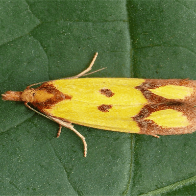 Knapweed Moth