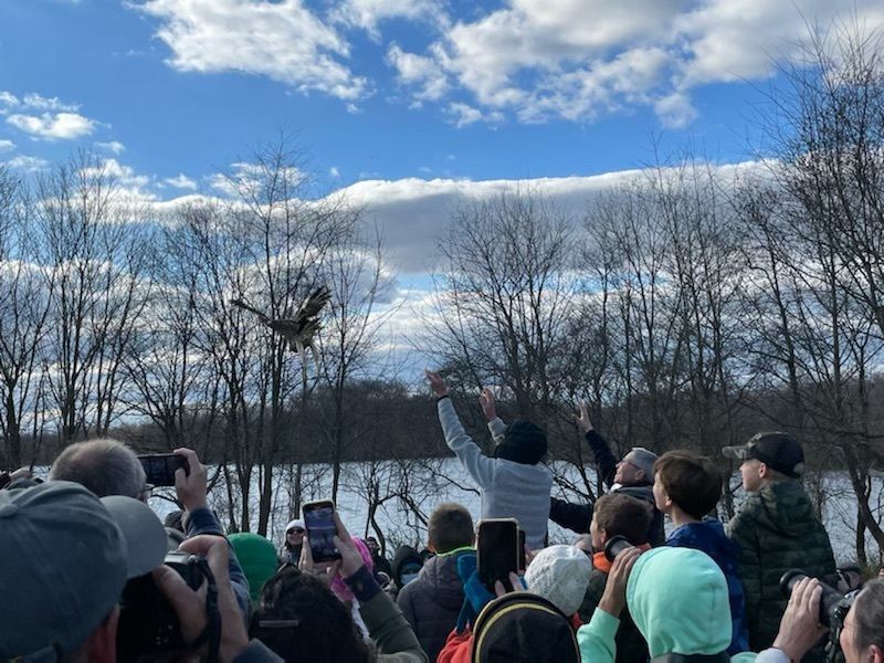 Release of Hawk back into wild at Owl Moon Festival