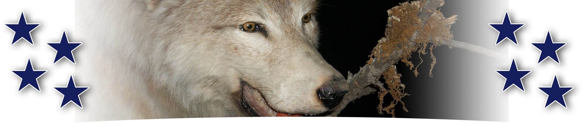 Lattimore Collection banner