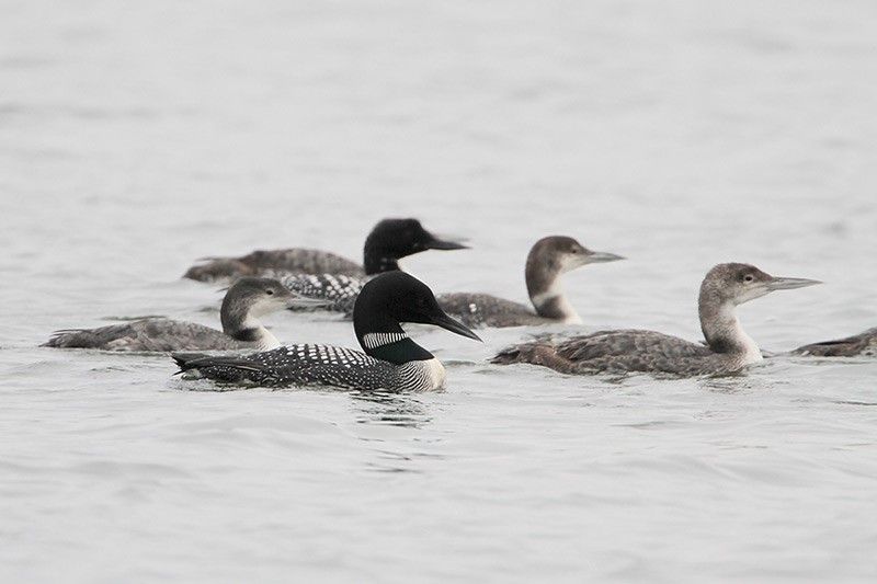 Common Loons