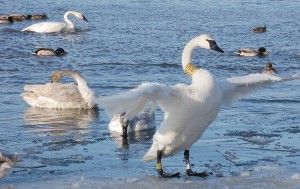 Wisconsin's story of the return of the Trumpeter Swan