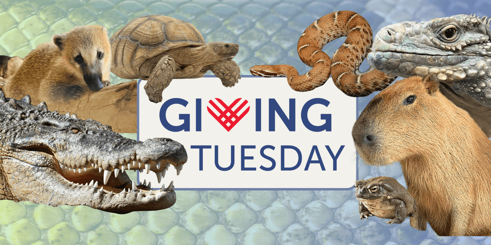 Giving Tuesday is here!
