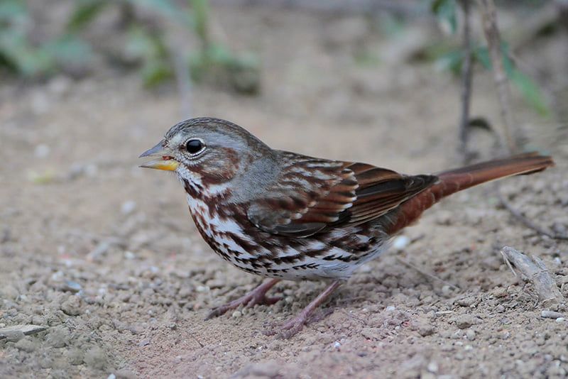 Fox Sparrow