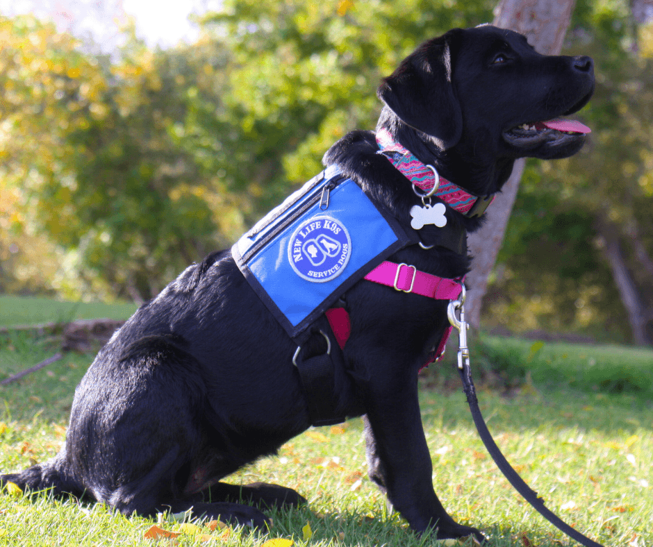 Dealing with Separation Anxiety in Service Dogs
