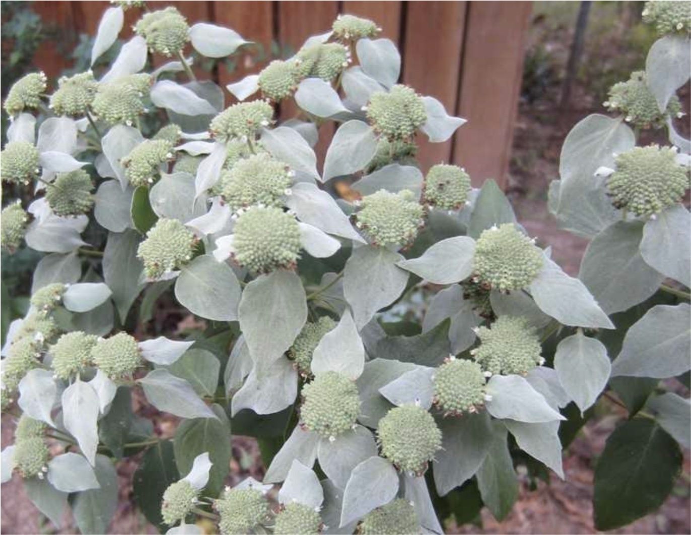 Clustered Mountain Mint (Pycnanthemum muticum)