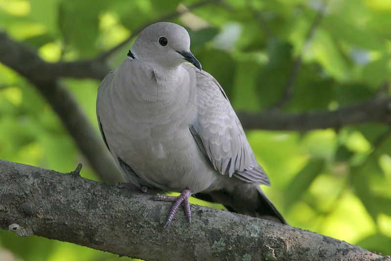 Eurasian Collared-Dove