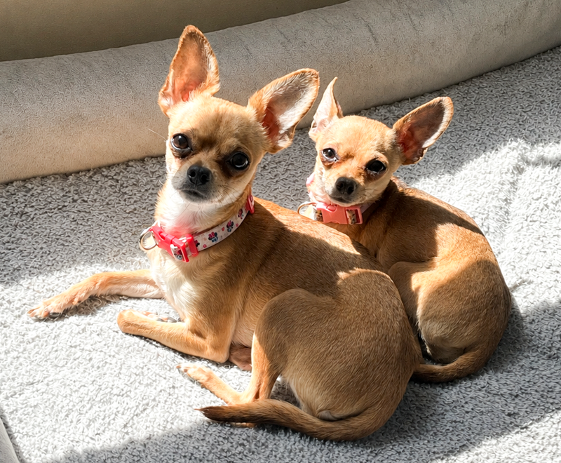 Carmen and Willow - ADOPTED