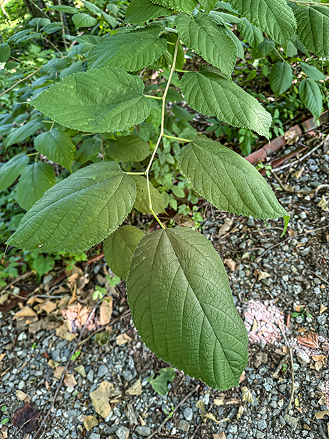 Red Mulberry - Sapling (2'-4')