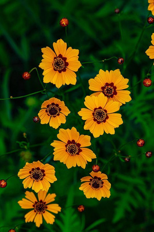 Plains Coreopsis