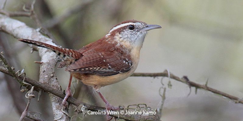 Carolina Wren