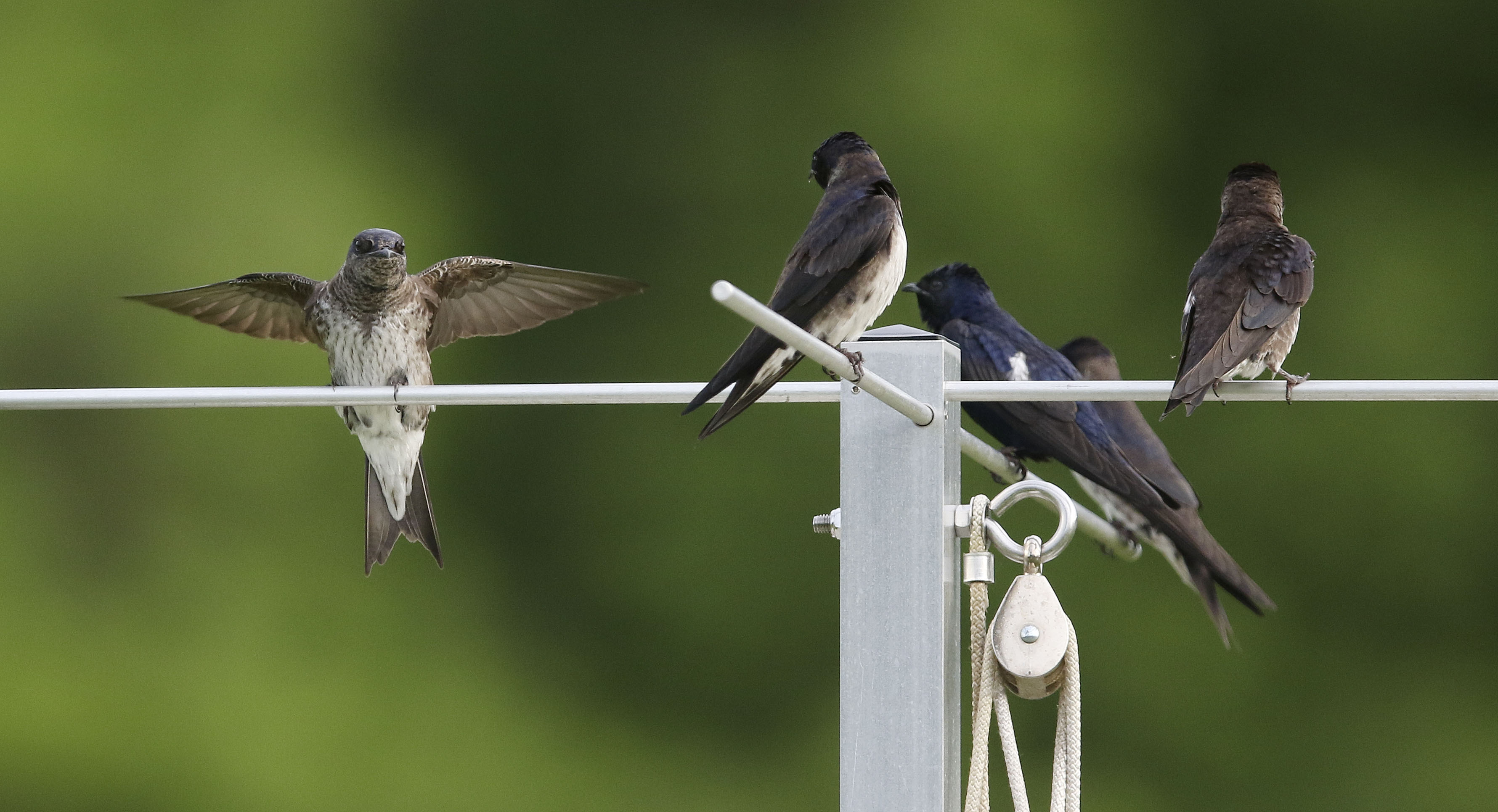 Purple Martins, Audubon Caratunk Wildlife Refuge, Seekonk, MA