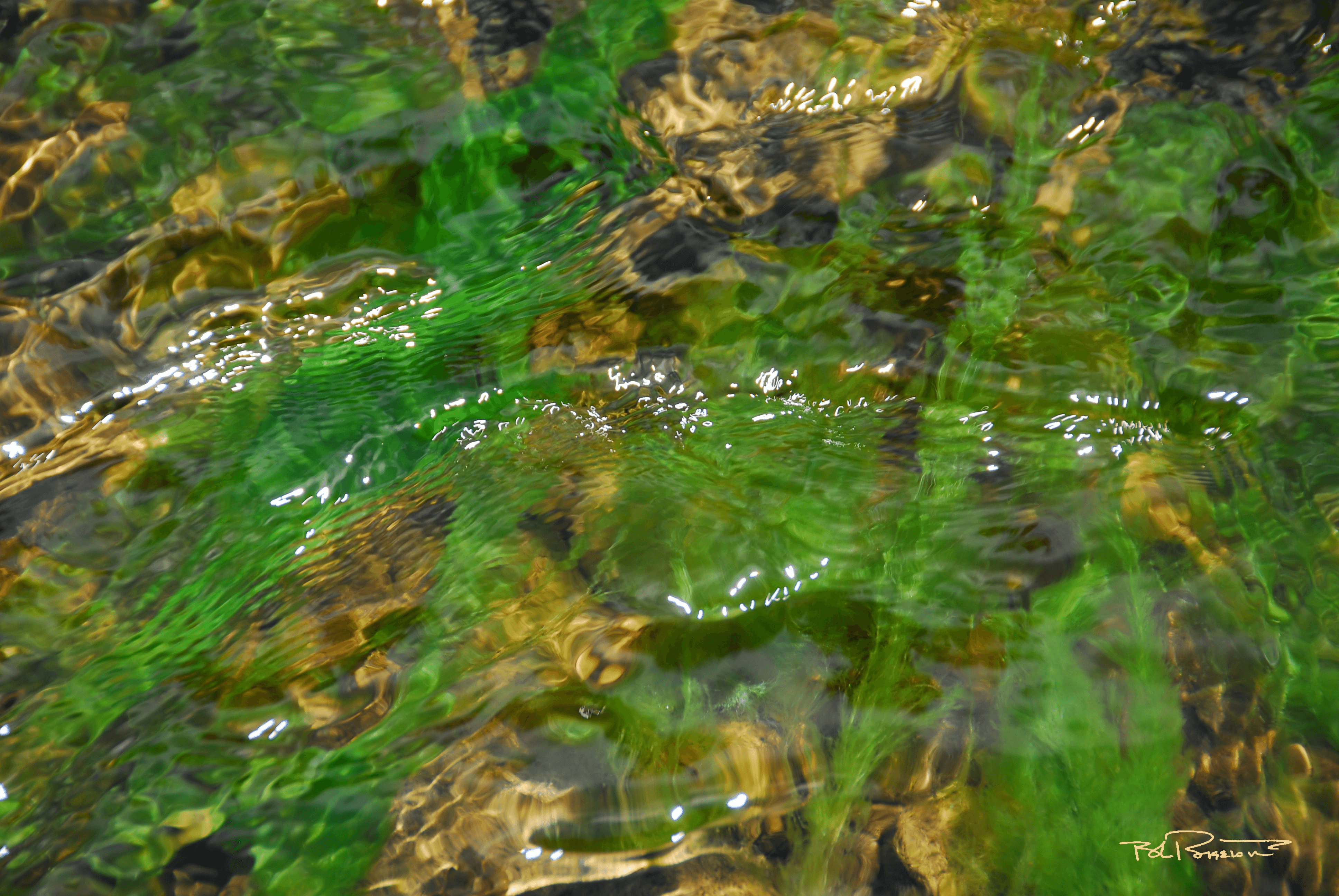 Algae Reflections