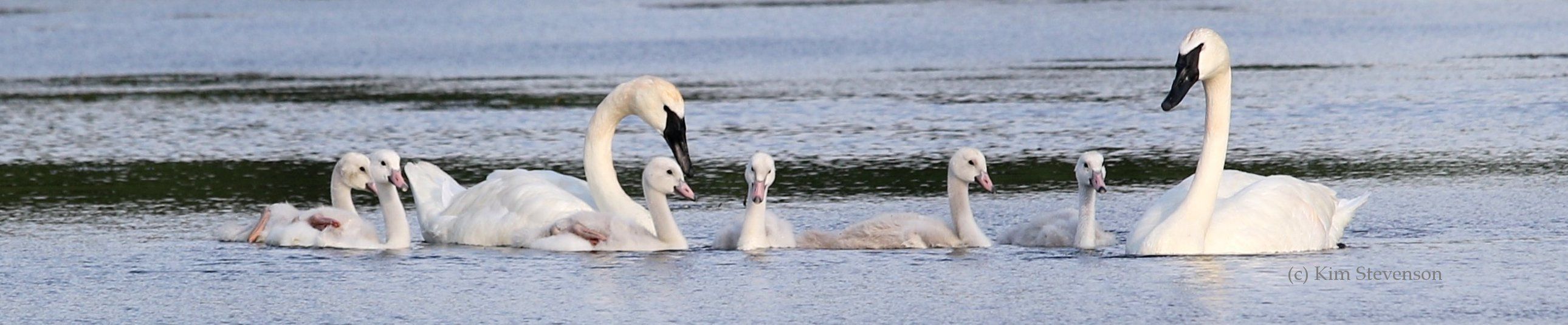 Your gift in your will ensures the future of swan conservation across North America