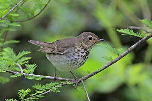 Swainson's Thrush