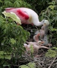 Roseate Spoonbills