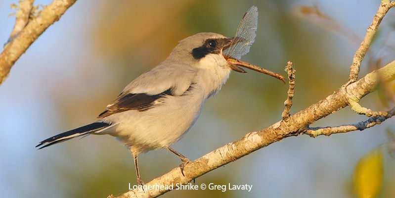 Loggerhead Shrike