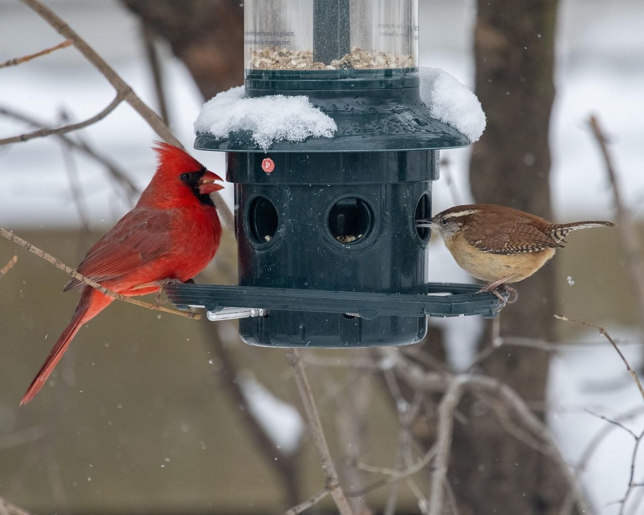 Winter Wonders: Finding Connections with Nature in the Winter