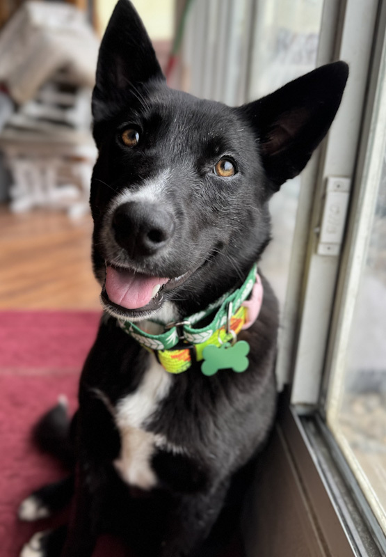 Aleu