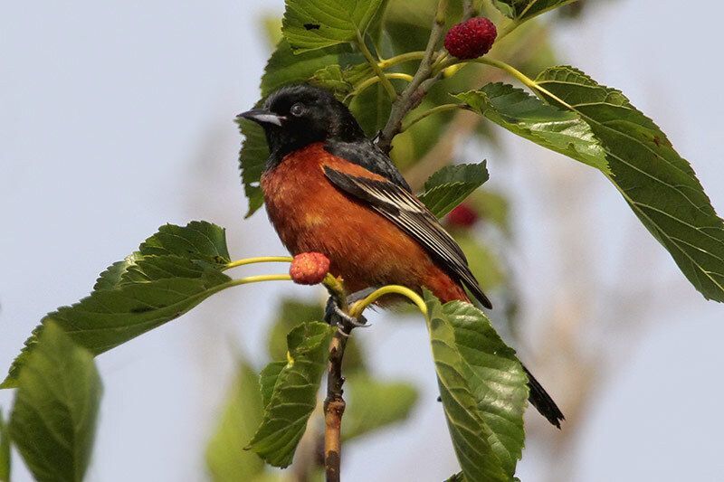 Orchard Oriole