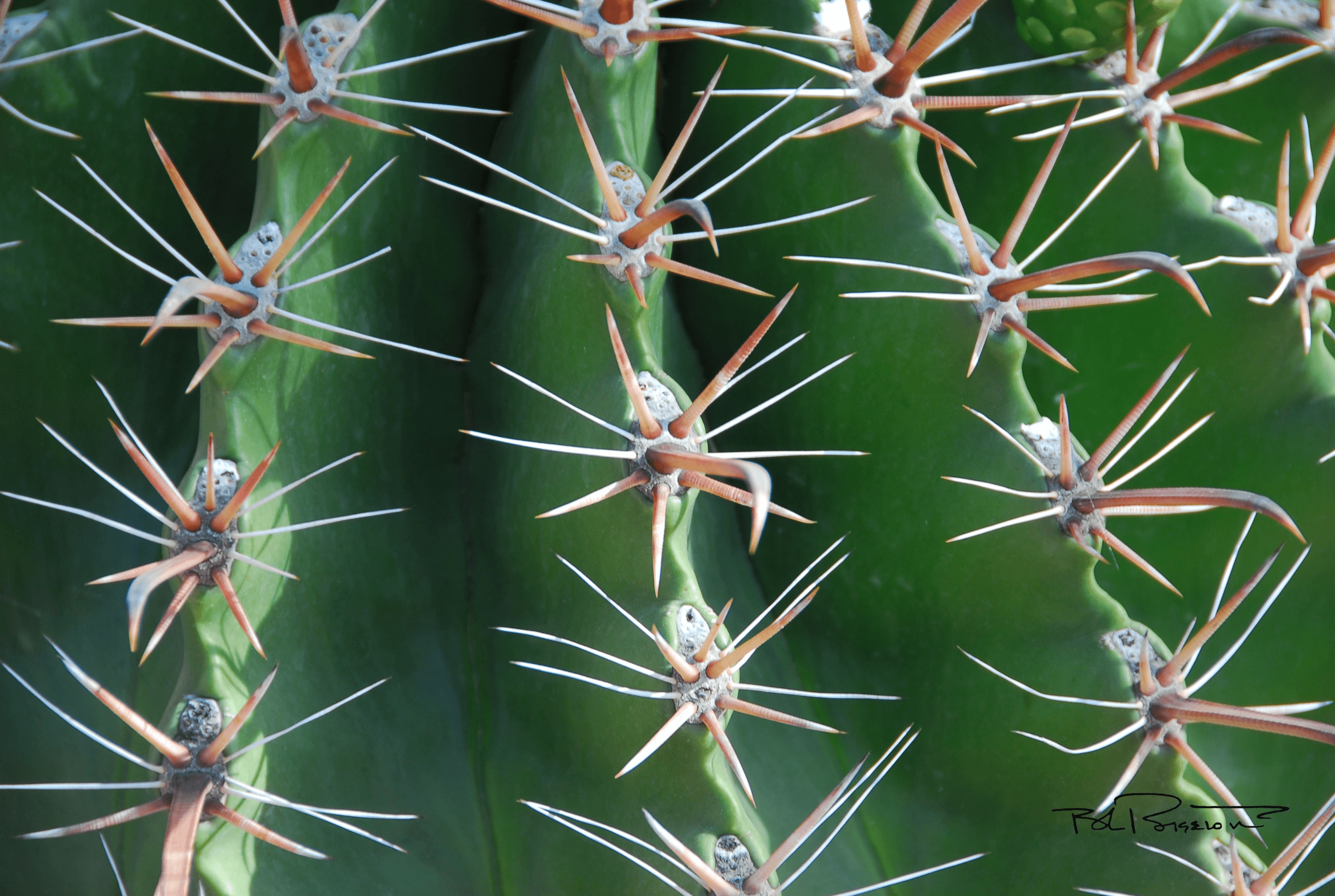 Cactus Rows 1