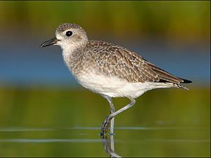 Black-bellied Plover