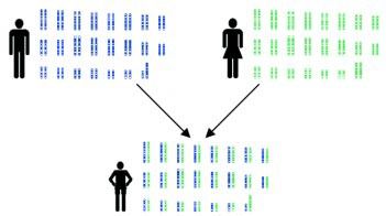 How does basic genetics apply to Usher syndrome?