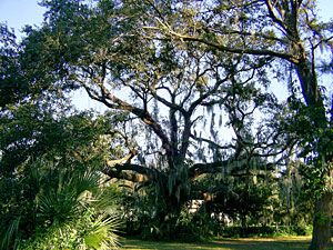 Live Oak