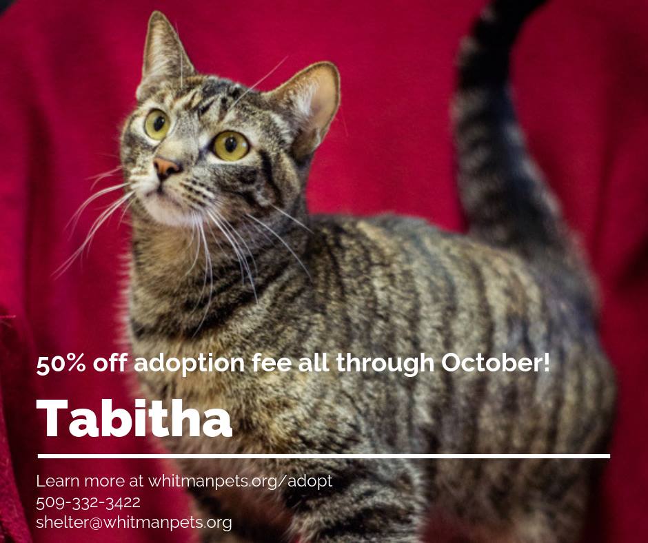 Tabitha is still looking for a home